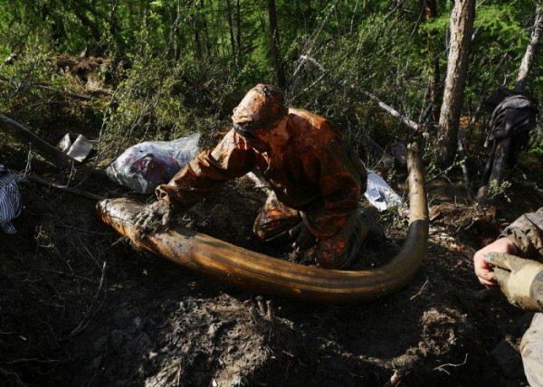 Сибирские «охотники» за бивнями мамонта